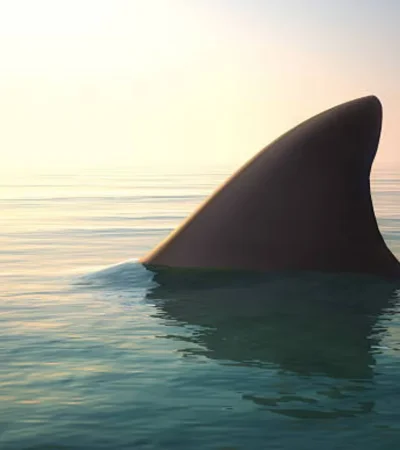 Sorpresa en Mar del Plata: un tiburón apareció entre los turistas en la playa