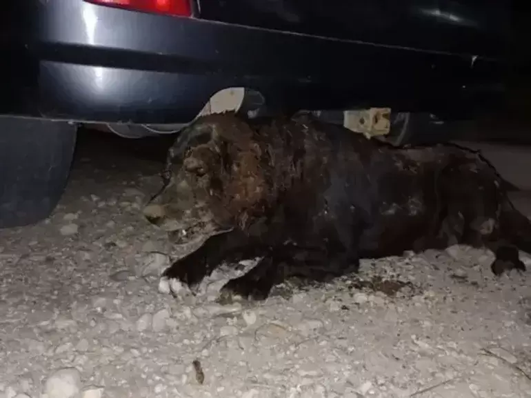 El lamentable estado del animal, que murió tras un grave cuadro de salud. (Foto: web)