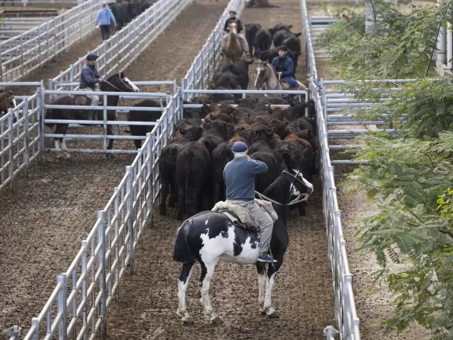 La disponibilidad de hacienda en el Mercado Agroganadero de Cañuelas ha sido magra en comparación con tiempos anteriores.