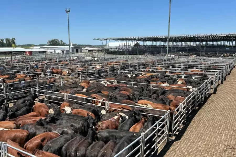 "Los mismos exportadores han dicho que el argentino tiene que comer un poco menos de carne para que ellos puedan exportar" (S. Pedace)