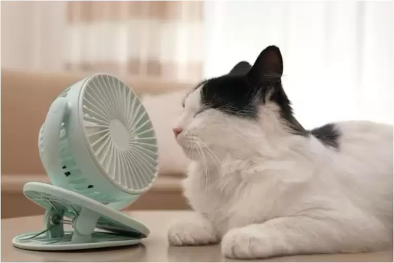 Revisemos el pelaje de los animales: en invierno los protege contra el frío, pero en verano puede complicar.