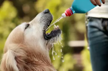 Ola de calor y mascotas: 6 consejos de oro para soportar el verano
