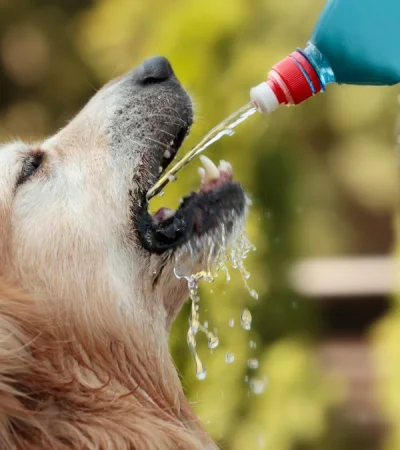 Sufren tanto como nosotros. Es nuestro deber cuidarlos. (Foto: Web)