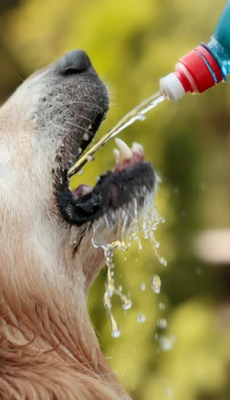 Sufren tanto como nosotros. Es nuestro deber cuidarlos. (Foto: Web)