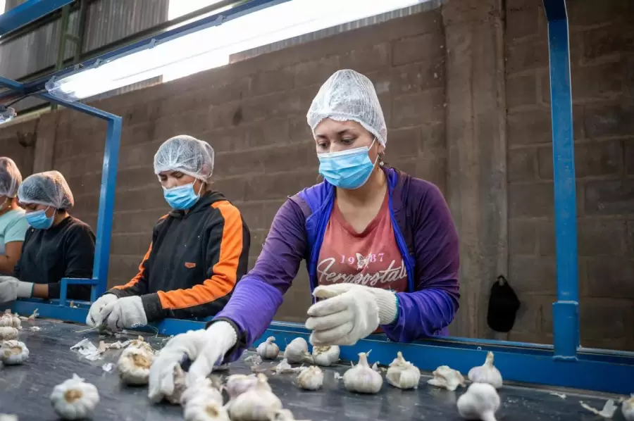 Selección de ajo para exportar