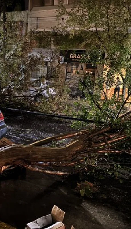 Árboles caídos, autos dañados y cortes de luz fueron las consecuencias de la tormenta.