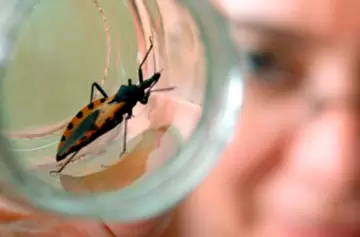 Mal de Chagas: una enfermedad mortal que puede curarse