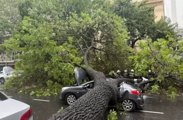 Tormenta en Buenos Aires: un árbol cayó sobre seis autos y dejó cuatro heridos