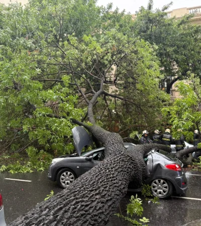 Árbol caído en Almagro.