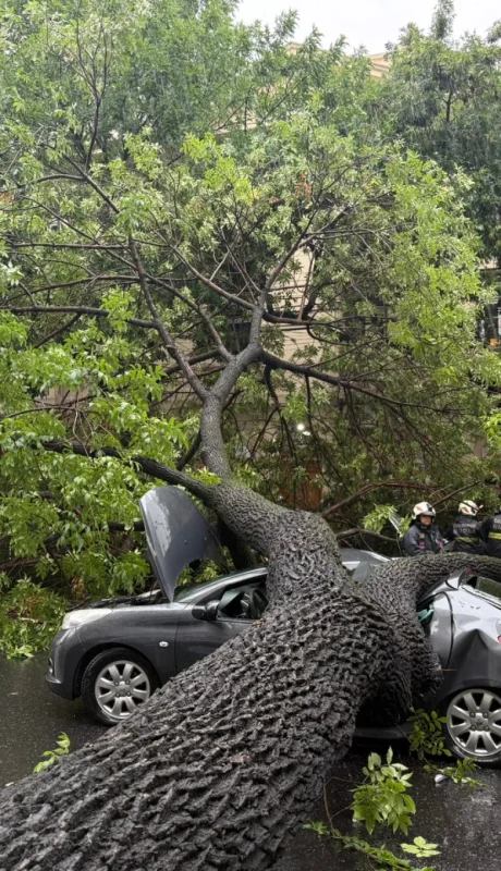 Árbol caído en Almagro.