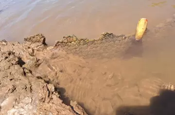 Impactante: joven cordobés encontró un fósil de un Gliptodonte en un río