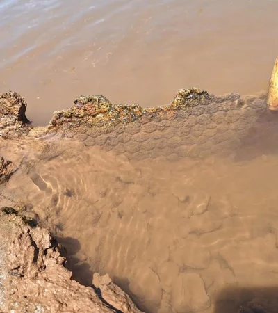 Encontraron restos fósiles de un gliptodonte.