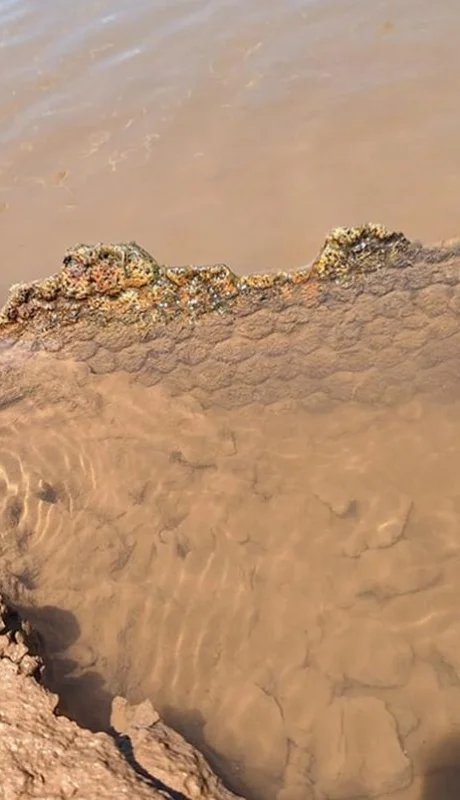 Encontraron restos fósiles de un gliptodonte.