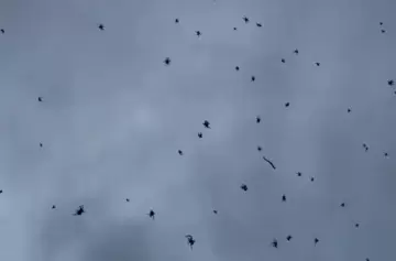 Lluvia de arañas en Catamarca: la sorprendente escena que desconcierta