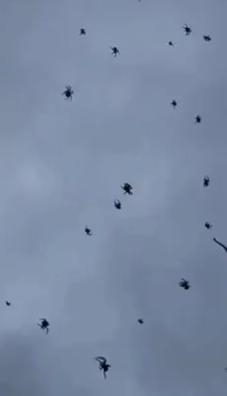 Lluvia de arañas