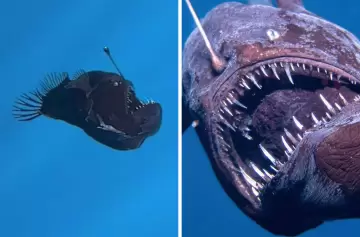 Dónde vive el "Pez Diablo" y las características de este terrorífico animal