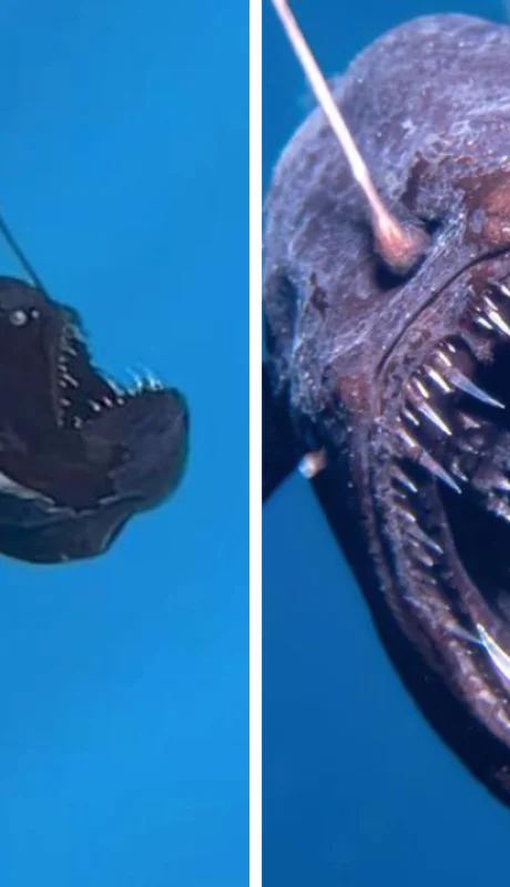 El Pez Diablo (Elanocetus johnsonii).