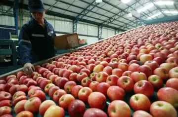 Consideran que la desregulación en la exportación de frutas "es una buena medida"