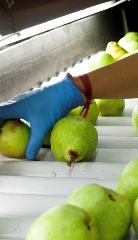 Nuevas regulaciones para la producción y venta de frutas en la Argentina