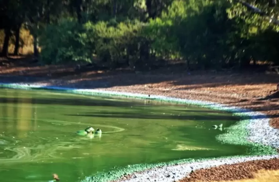 Lo más peligroso de la zona donde aparecieron los carpinchos es que, en ese mismo sector, hay gente bañándose.