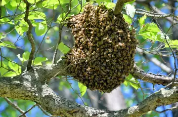 San Martín: un trabajador rural murió al ser atacado por un enjambre de abejas