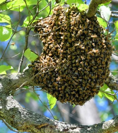 San Martín: un trabajador rural murió al ser atacado por un enjambre de abejas