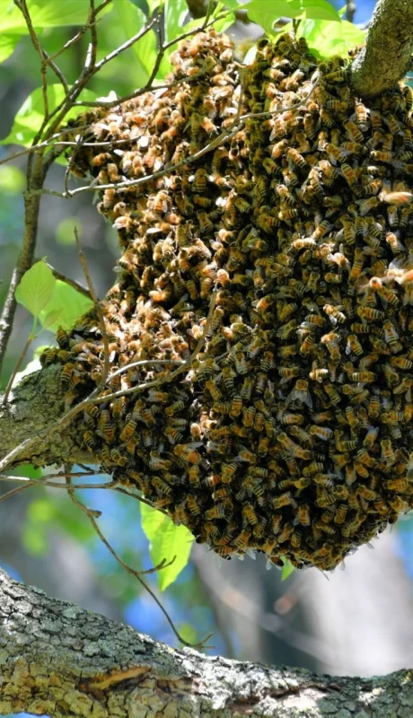 San Martín: un trabajador rural murió al ser atacado por un enjambre de abejas