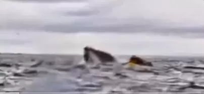 Joven fue ingerido y luego escupido por una ballena jorobada.