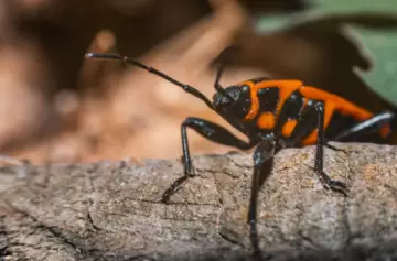 Alerta en Mendoza por la proliferación de la chinche del arce