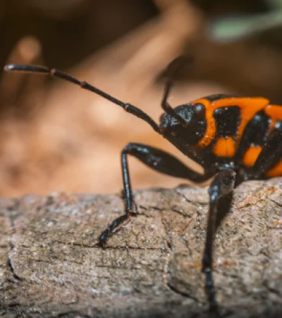 Los expertos recomiendan que si los chinche del arce aparecen en a tu hogar, es importante aspirar los insectos, depositarlos en una bolsa.