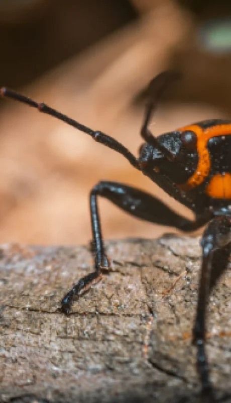 Los expertos recomiendan que si los chinche del arce aparecen en a tu hogar, es importante aspirar los insectos, depositarlos en una bolsa.