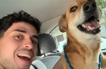 Un programador creó una herramienta para ayudar a quienes sufren por los animales