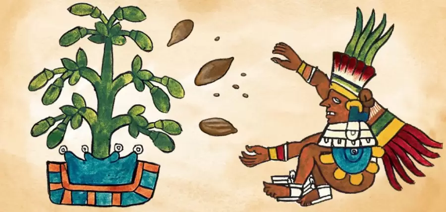 Los aztecas fueron, entre otras civilizaciones, grandes productores de cacao. (Imagen web)