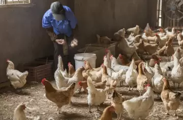 Confirman un caso de influenza aviar en Chaco y refuerzan medidas de prevención