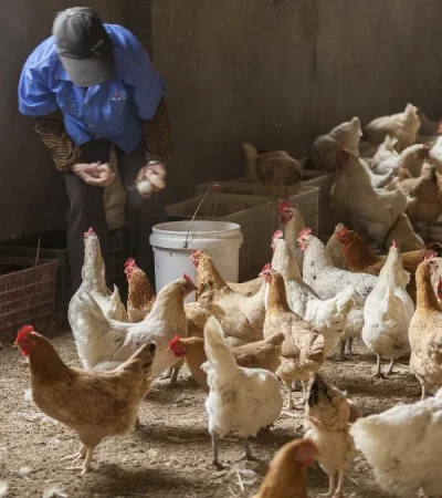 Confirman un caso de influenza aviar en Chaco y refuerzan medidas de prevención