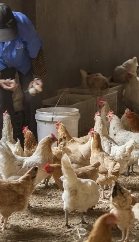 Confirman un caso de influenza aviar en Chaco y refuerzan medidas de prevención