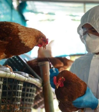 Alerta en Paraguay por caso de Gripe Aviar