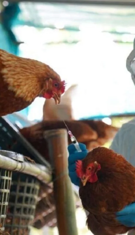 Alerta en Paraguay por caso de Gripe Aviar