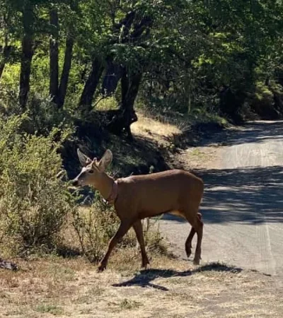 El animal registrado en el Parque Nacional Lanín.