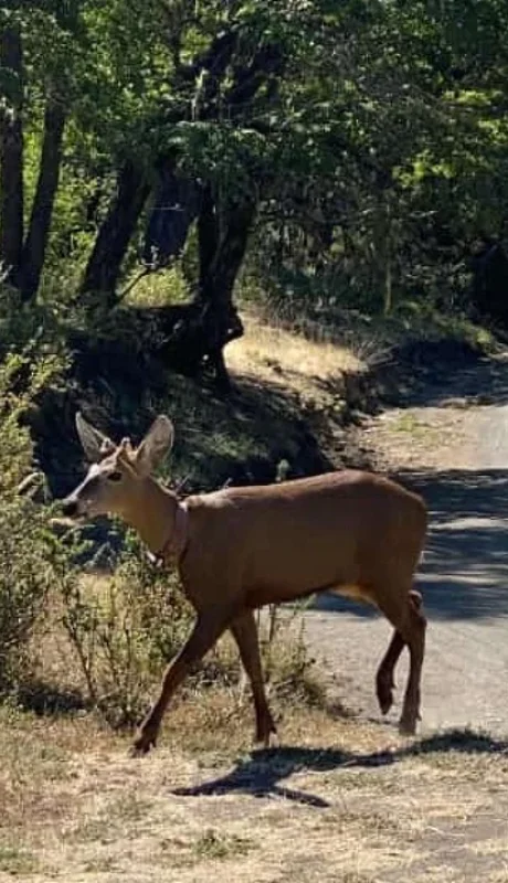 El animal registrado en el Parque Nacional Lanín.