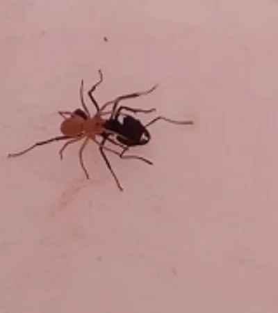 Denominada como Attacobius nigripes, fue encontrada en la Reserva de Ñacuñán.