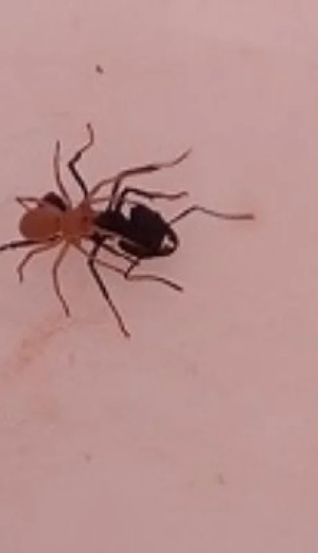 Denominada como Attacobius nigripes, fue encontrada en la Reserva de Ñacuñán.