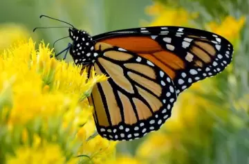 Conmoción: un adolescente se inyectó restos de una mariposa y murió por una grave infección