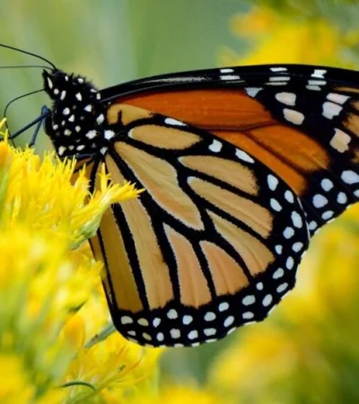 Un adolescente murió al inyectarse líquido de una mariposa