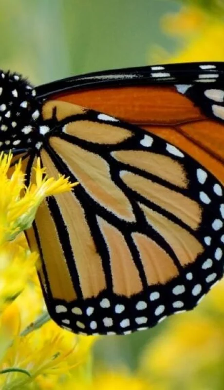 Un adolescente murió al inyectarse líquido de una mariposa