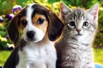 ¿Los gatos podrán desplazar la preferencia de los argentinos por los perros?