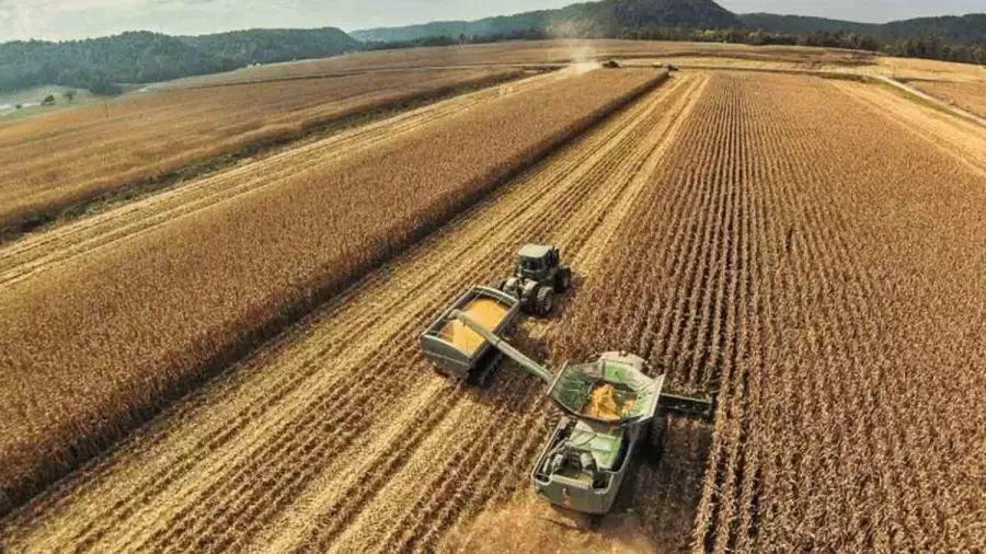 Los precios de los granos fluctúan en forma permanente    /