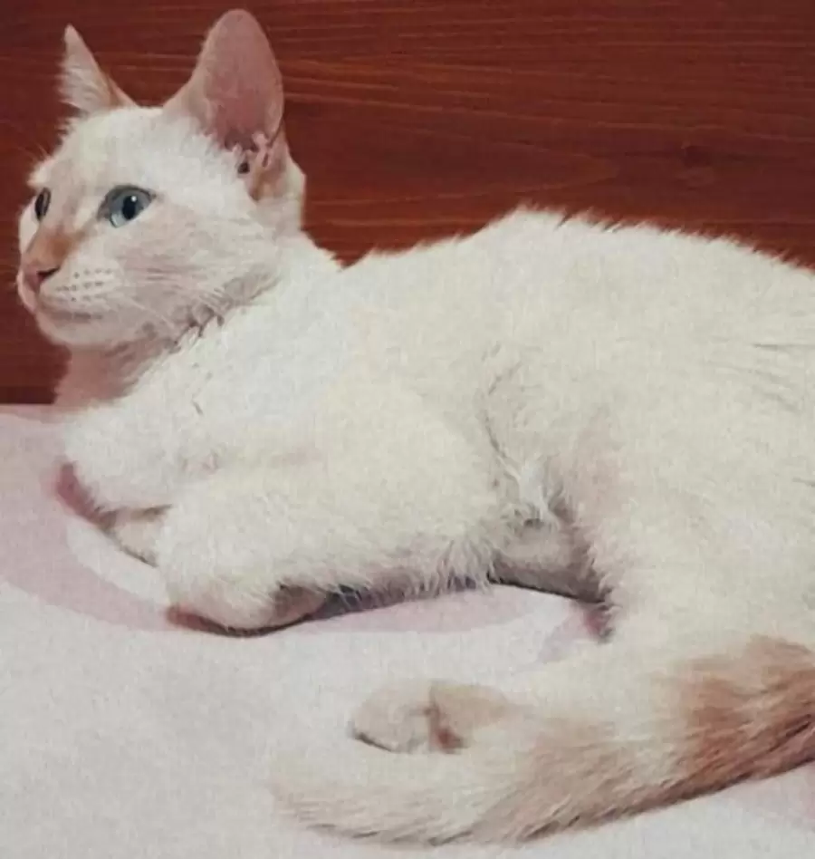 La gatita Freija que es buscada en Guaymallén