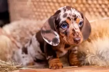 Perros manipuladores: las razas más astutas y descaradas