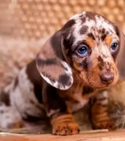 Las razas más pequeñas son las más manipuladoras.